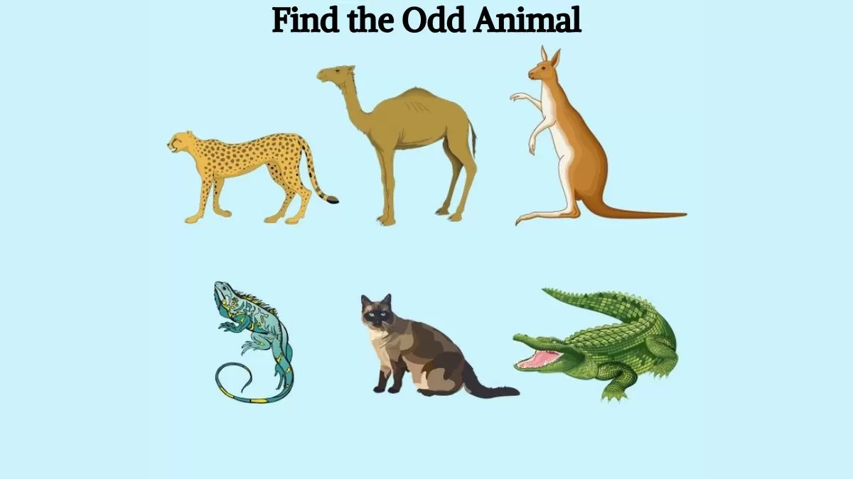 Find the odd animal